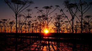 Preview wallpaper sunset, plants, landscape