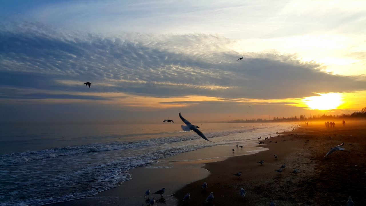 Wallpaper sunset, sea, birds, sky, people, beach