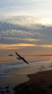 Preview wallpaper sunset, sea, birds, sky, people, beach