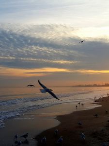 Preview wallpaper sunset, sea, birds, sky, people, beach