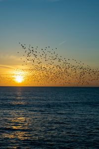 Preview wallpaper sunset, sea, birds, flock