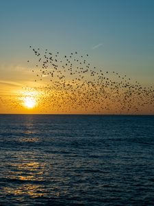 Preview wallpaper sunset, sea, birds, flock