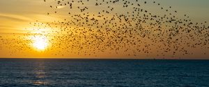 Preview wallpaper sunset, sea, birds, flock