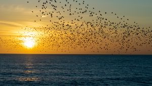 Preview wallpaper sunset, sea, birds, flock