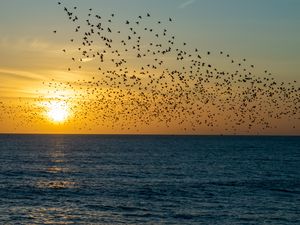 Preview wallpaper sunset, sea, birds, flock