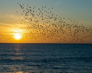 Preview wallpaper sunset, sea, birds, flock