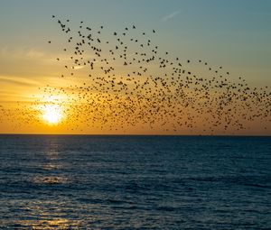 Preview wallpaper sunset, sea, birds, flock