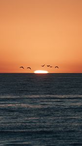 Preview wallpaper sunset, sea, birds, sun, dusk