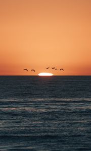 Preview wallpaper sunset, sea, birds, sun, dusk