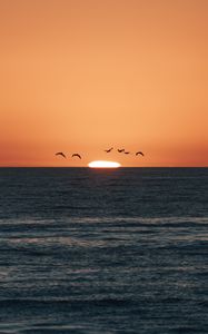 Preview wallpaper sunset, sea, birds, sun, dusk