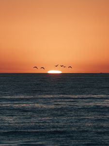Preview wallpaper sunset, sea, birds, sun, dusk