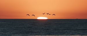 Preview wallpaper sunset, sea, birds, sun, dusk