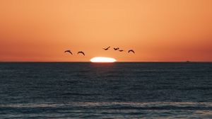 Preview wallpaper sunset, sea, birds, sun, dusk