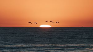Preview wallpaper sunset, sea, birds, sun, dusk