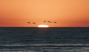 Preview wallpaper sunset, sea, birds, sun, dusk