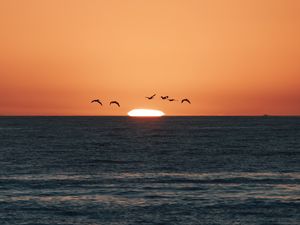 Preview wallpaper sunset, sea, birds, sun, dusk