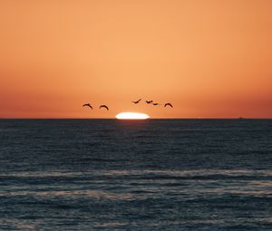 Preview wallpaper sunset, sea, birds, sun, dusk