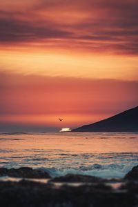 Preview wallpaper sunset, sea, horizon, bird, waves