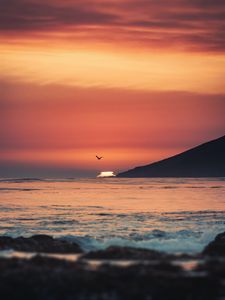 Preview wallpaper sunset, sea, horizon, bird, waves