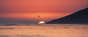 Preview wallpaper sunset, sea, horizon, bird, waves