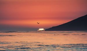 Preview wallpaper sunset, sea, horizon, bird, waves