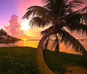 Preview wallpaper sunset, sea, palm trees, landscape