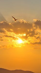 Preview wallpaper sunset, seagull, hills, horizon