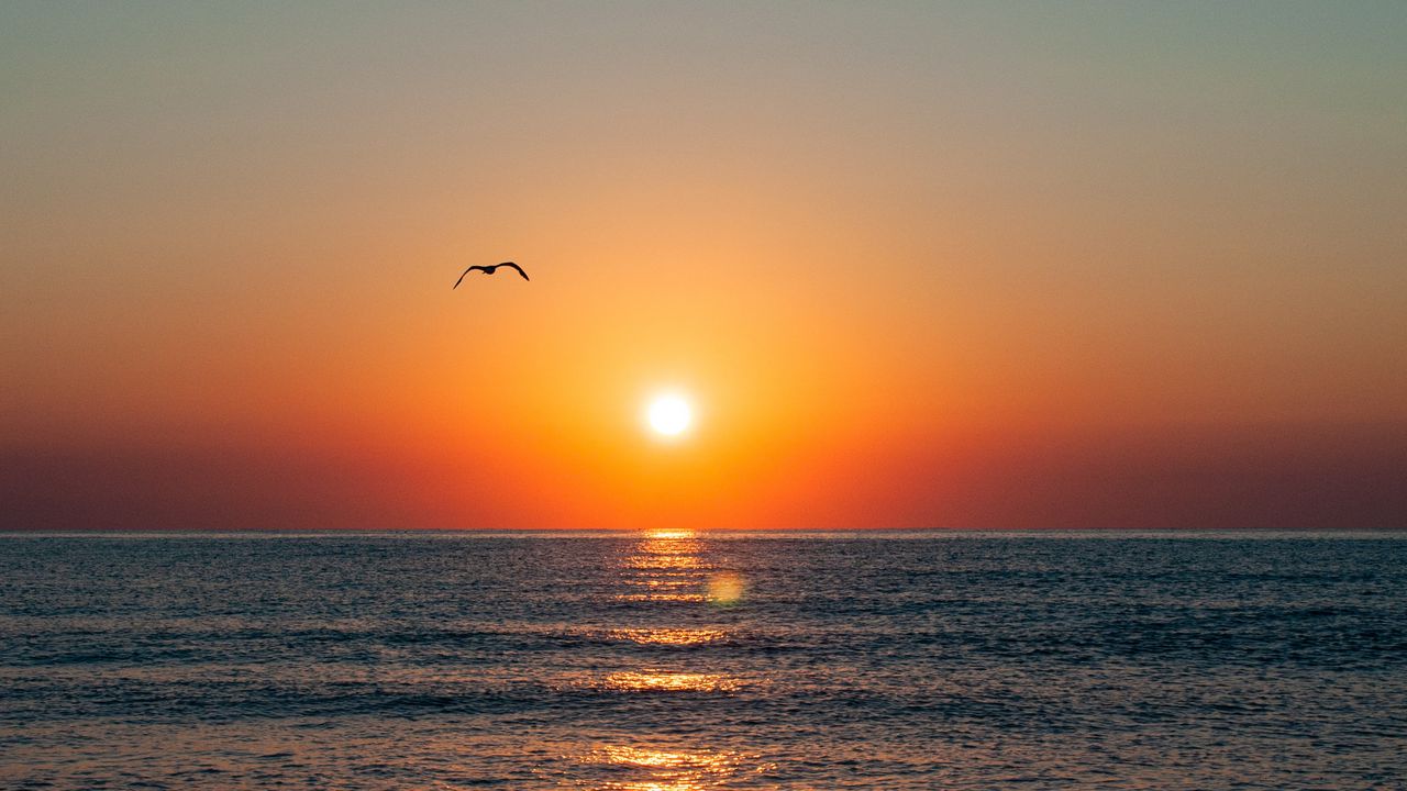 Wallpaper sunset, seagull, sea, coast, glare, horizon