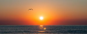 Preview wallpaper sunset, seagull, sea, coast, glare, horizon