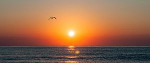 Preview wallpaper sunset, seagull, sea, coast, glare, horizon