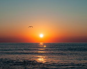 Preview wallpaper sunset, seagull, sea, coast, glare, horizon