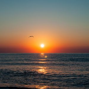 Preview wallpaper sunset, seagull, sea, coast, glare, horizon