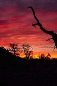 Preview wallpaper sunset, silhouette, branch, pink