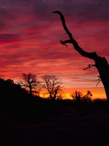 Preview wallpaper sunset, silhouette, branch, pink