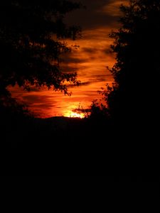 Preview wallpaper sunset, silhouette, branches, black