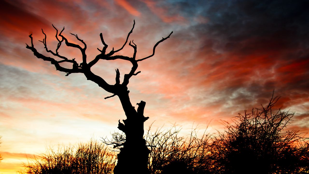 Wallpaper sunset, silhouette, snag, branches