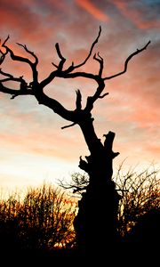 Preview wallpaper sunset, silhouette, snag, branches