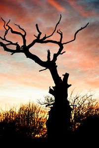 Preview wallpaper sunset, silhouette, snag, branches