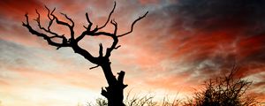 Preview wallpaper sunset, silhouette, snag, branches