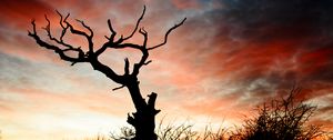 Preview wallpaper sunset, silhouette, snag, branches