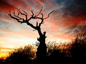 Preview wallpaper sunset, silhouette, snag, branches