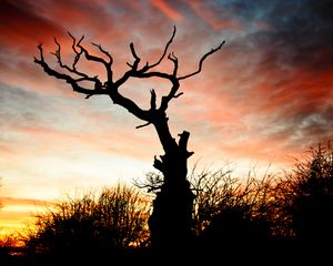 Preview wallpaper sunset, silhouette, snag, branches