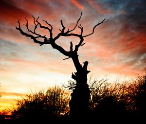 Preview wallpaper sunset, silhouette, snag, branches