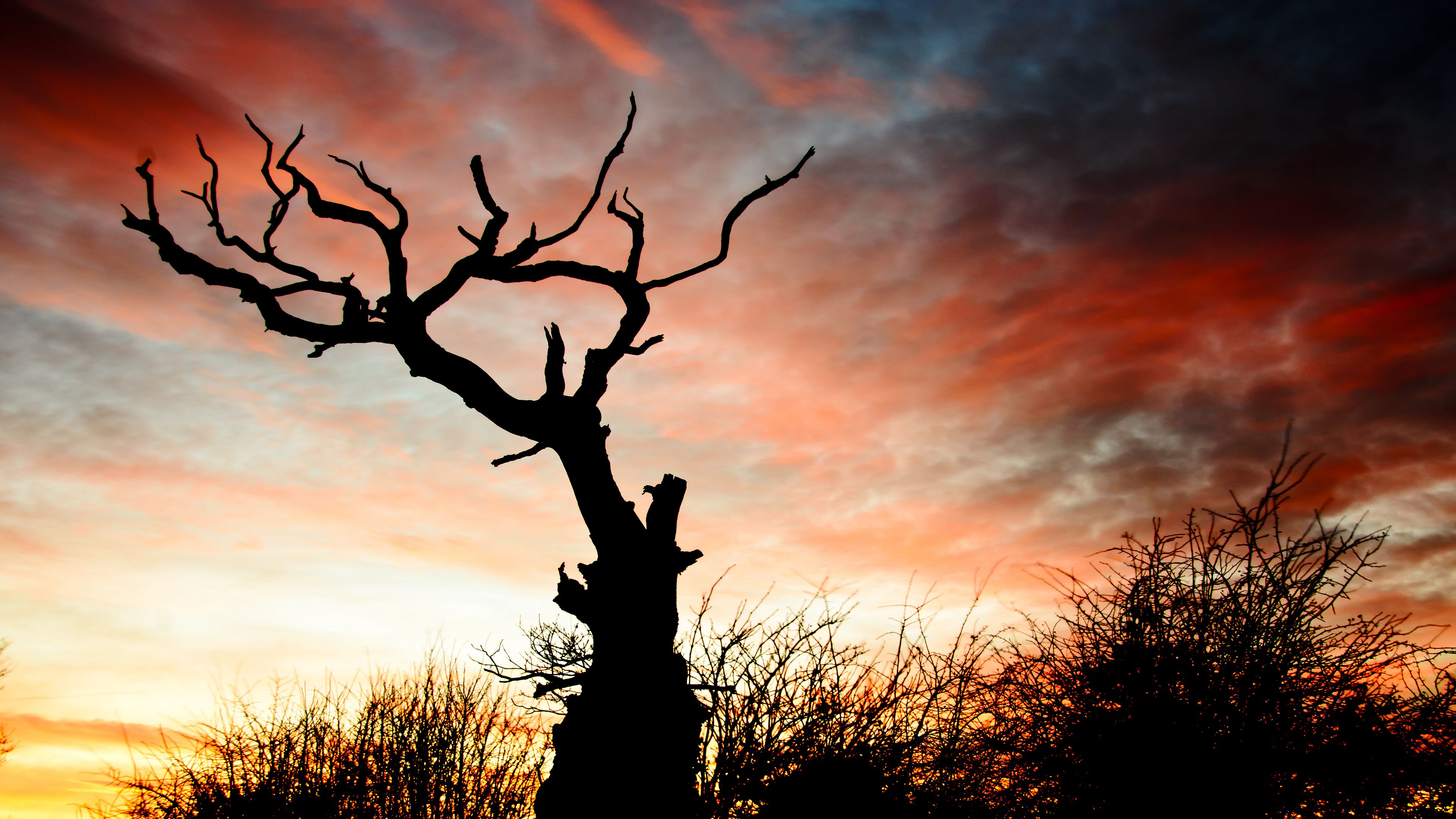 Download wallpaper 3840x2160 sunset, silhouette, snag, branches 4k uhd ...