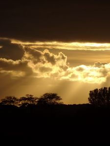 Preview wallpaper sunset, silhouette, trees, rays