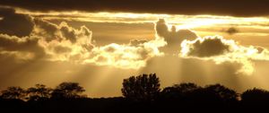 Preview wallpaper sunset, silhouette, trees, rays