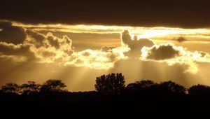 Preview wallpaper sunset, silhouette, trees, rays