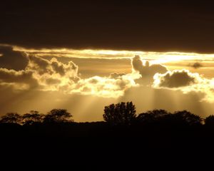 Preview wallpaper sunset, silhouette, trees, rays