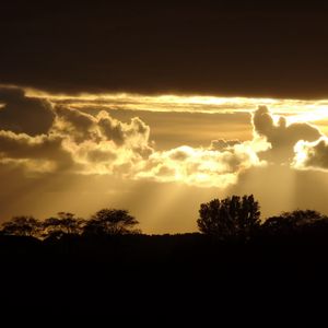 Preview wallpaper sunset, silhouette, trees, rays