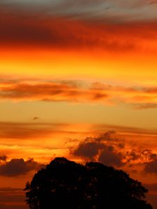 Preview wallpaper sunset, sky, trees, silhouette